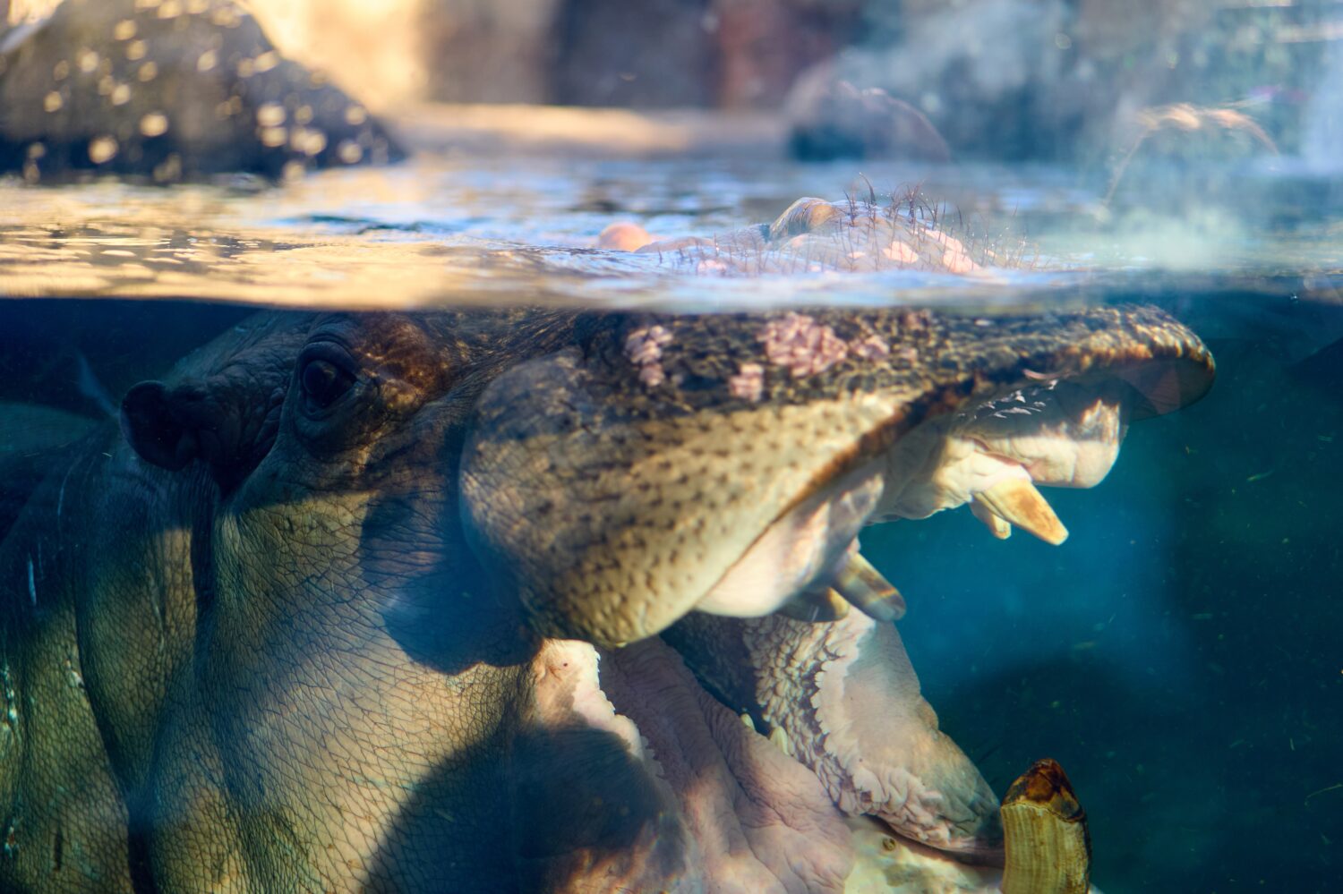 Un primo piano di un ippopotamo sott'acqua allo zoo di Cincinnati