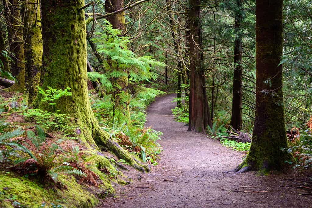 Sentiero attraverso la foresta nei parchi storici nazionali e statali di Lewis e Clark