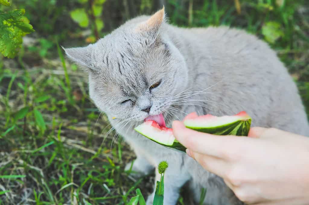 Gatto che mangia anguria