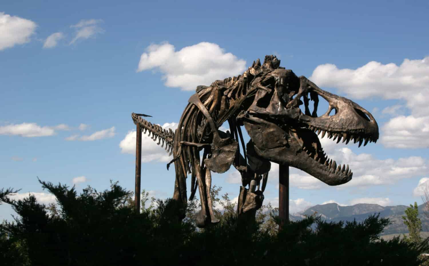 Museo dei Dinosauri delle Montagne Rocciose Montana USA