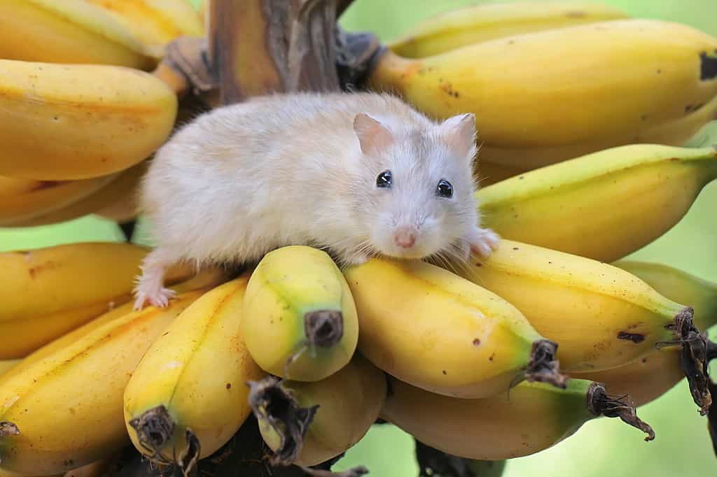 Un criceto nano Campbell che mangia una banana matura su un albero.  Questo roditore ha il nome scientifico Phodopus campbelli.