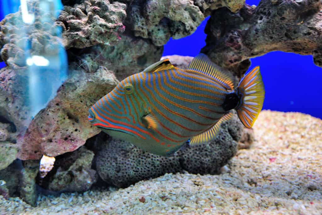 Pesce balestra con corallo