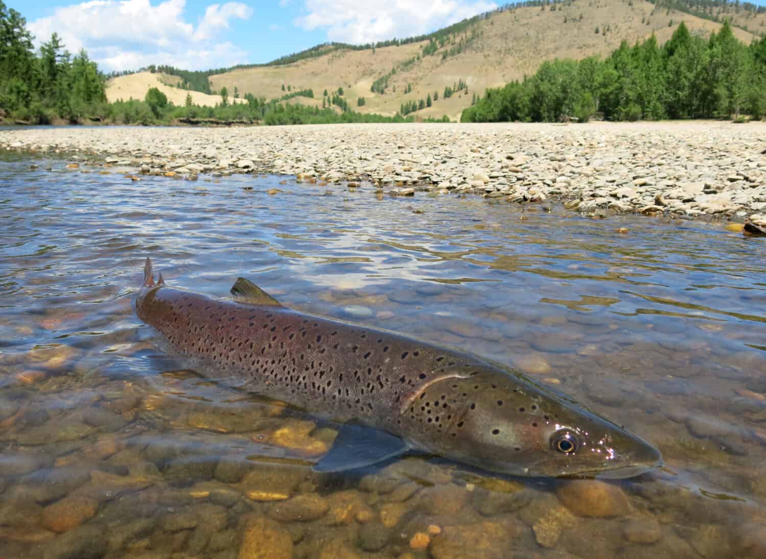 Taimen Pesca in Mongolia