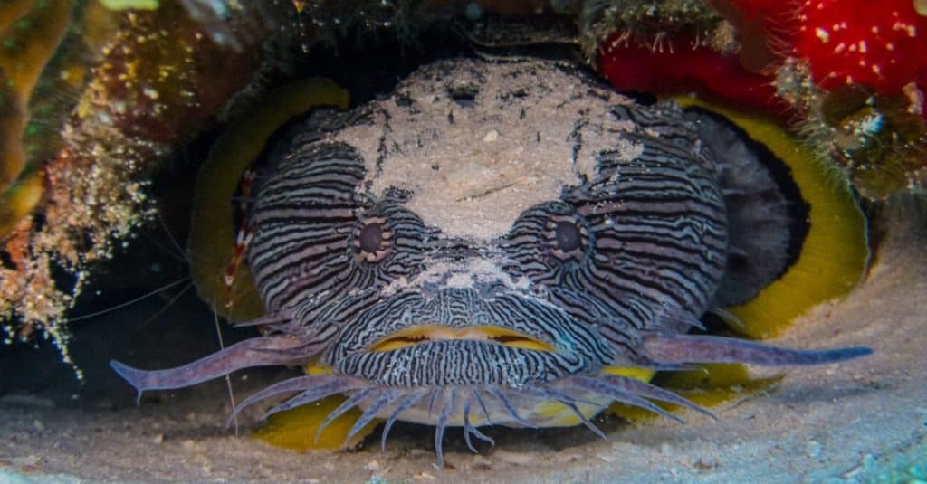 Splendido pesce rospo di Cozumel, in Messico.  Trovato solo sull'isola di Cozumel, questo pesce emette un incredibile gracidio che può essere sentito sott'acqua.