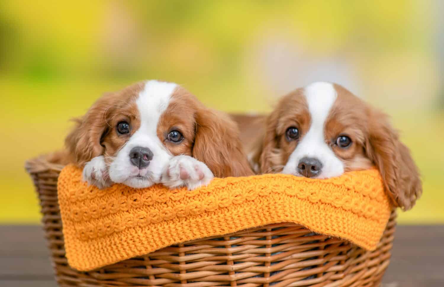 Due giovani cuccioli di Cavalier King Charles Spaniel si siedono all'interno del cesto al parco estivo