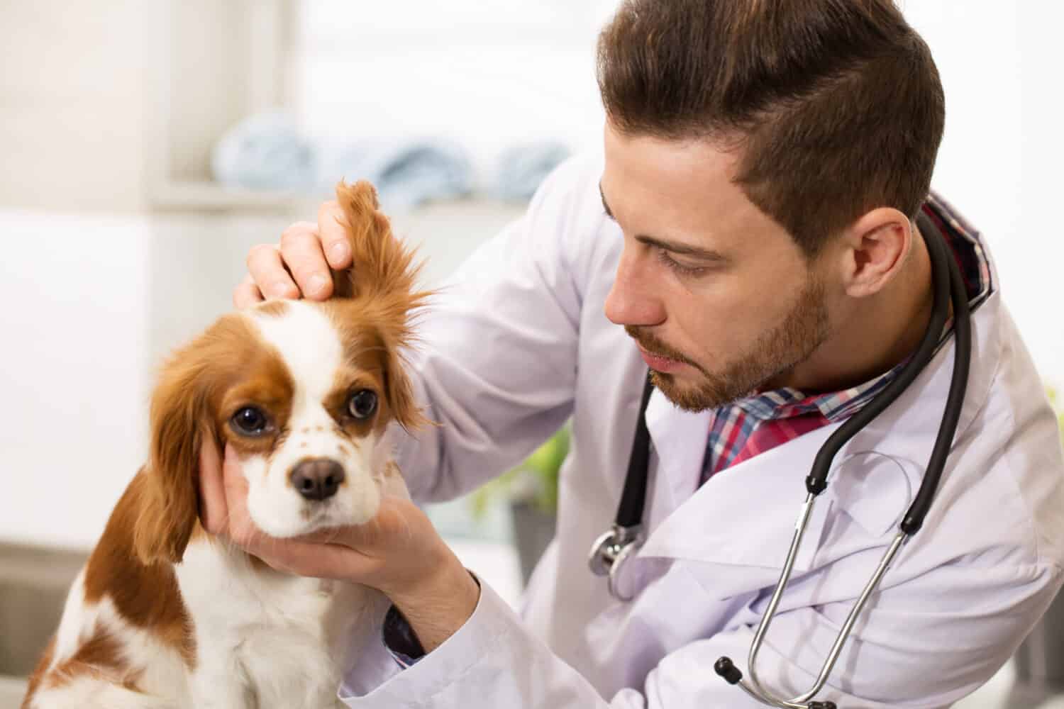 Primo piano di un giovane veterinario maschio barbuto bello che lavora nel suo ufficio esaminando le orecchie di un adorabile cucciolo di spaniel lanuginoso copyspace medicina pet care professione occupazione proprietario di lavoro.