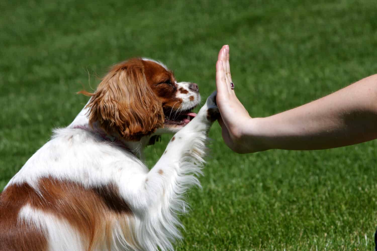 Spaniel King Charles Training School