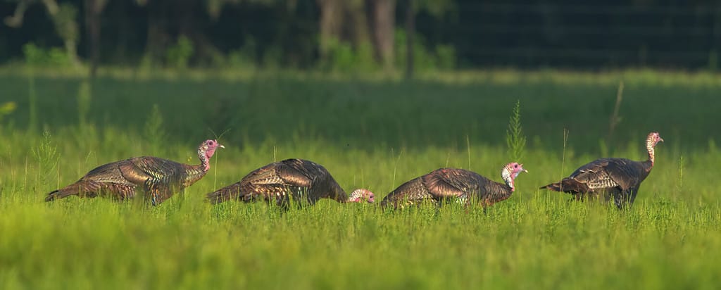 Rafter, gobble o gregge di giovani Osceola Wild Turkey (Meleagris gallopavo osceola) che camminano in linea nel prato verde nella Florida centrale