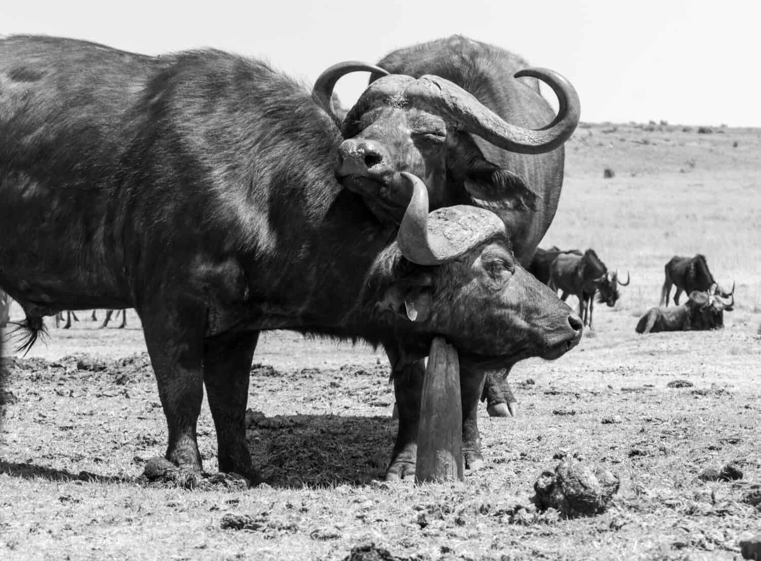 Due bufali insieme mentre uno sfrega il collo contro un palo di legno