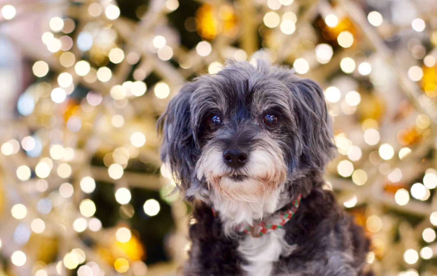 Adorabile Maltipoo grigio con bokeh luce natalizia sullo sfondo