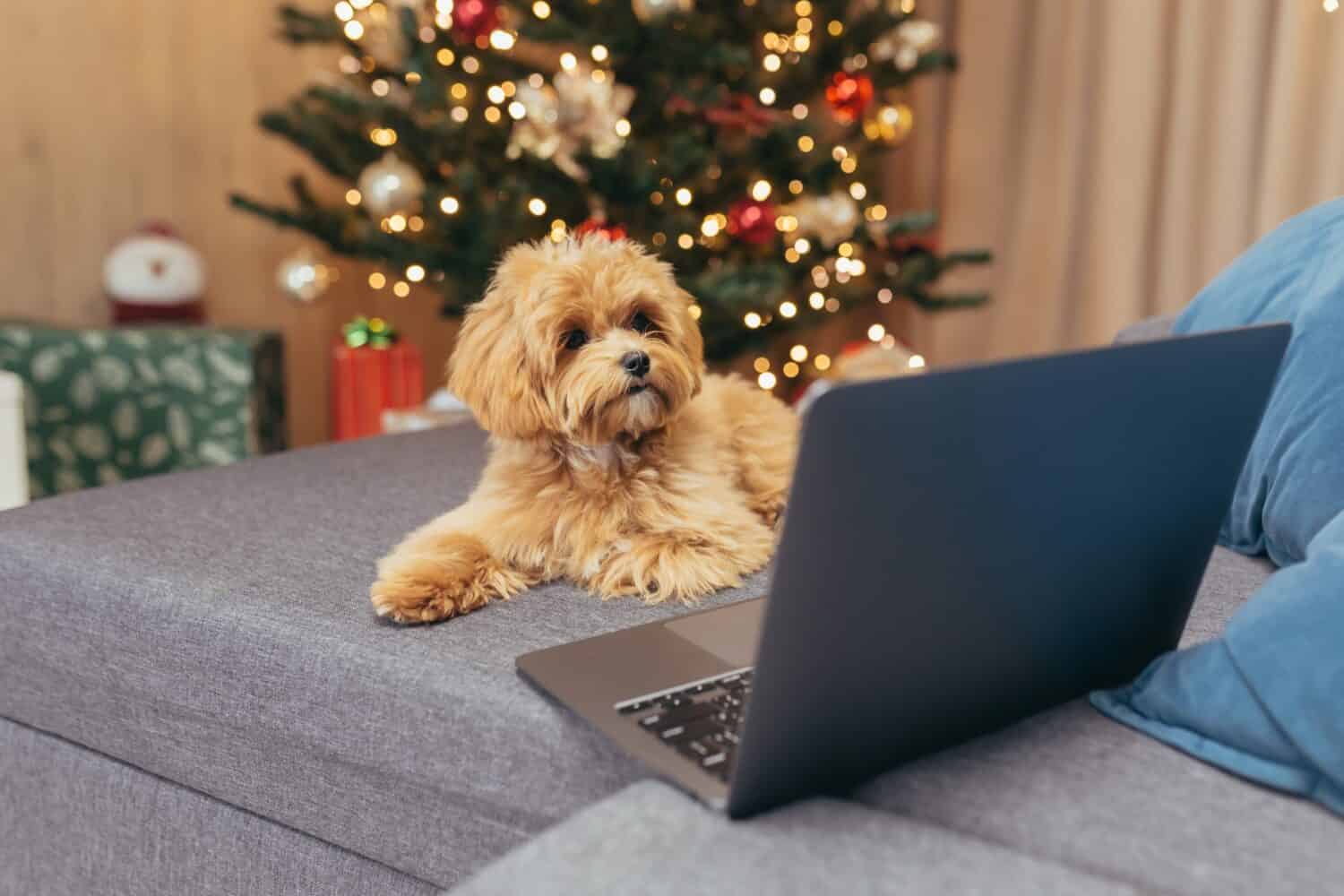 Piccolo cane Maltipoo in bronzo seduto sul divano il giorno di Capodanno e guardando video sul laptop, animale domestico per Natale.