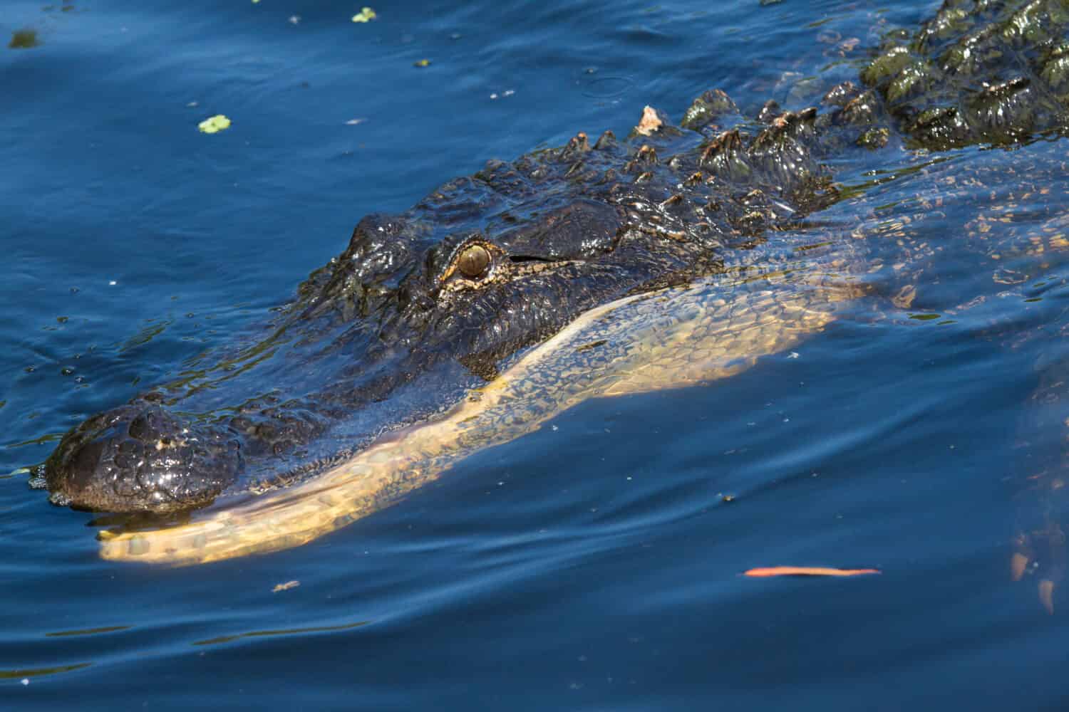 Grande alligatore americano che nuota con la bocca aperta.  Girato nel bacino di Atchafalaya nel sud della Louisiana.