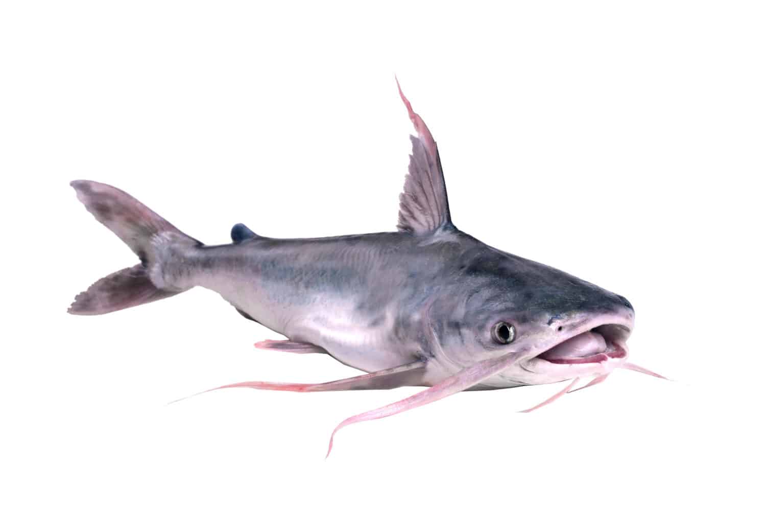 Pesce di mare gafftopsail pesce gatto (Bagre marinus) con la bocca aperta.  Isolato su sfondo bianco.  Isolato su sfondo bianco