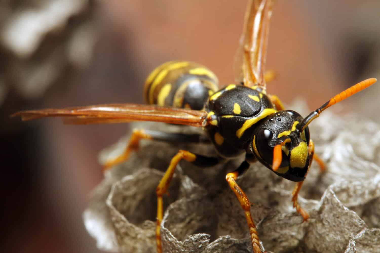 Primo piano di una vespa giacca gialla dal vivo