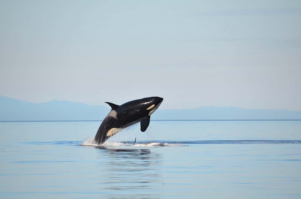 Una femmina di balena assassina residente nel sud fa breccia nelle calme acque blu del Salish Sea tra lo Stato di Washington e la Columbia Britannica, in Canada.