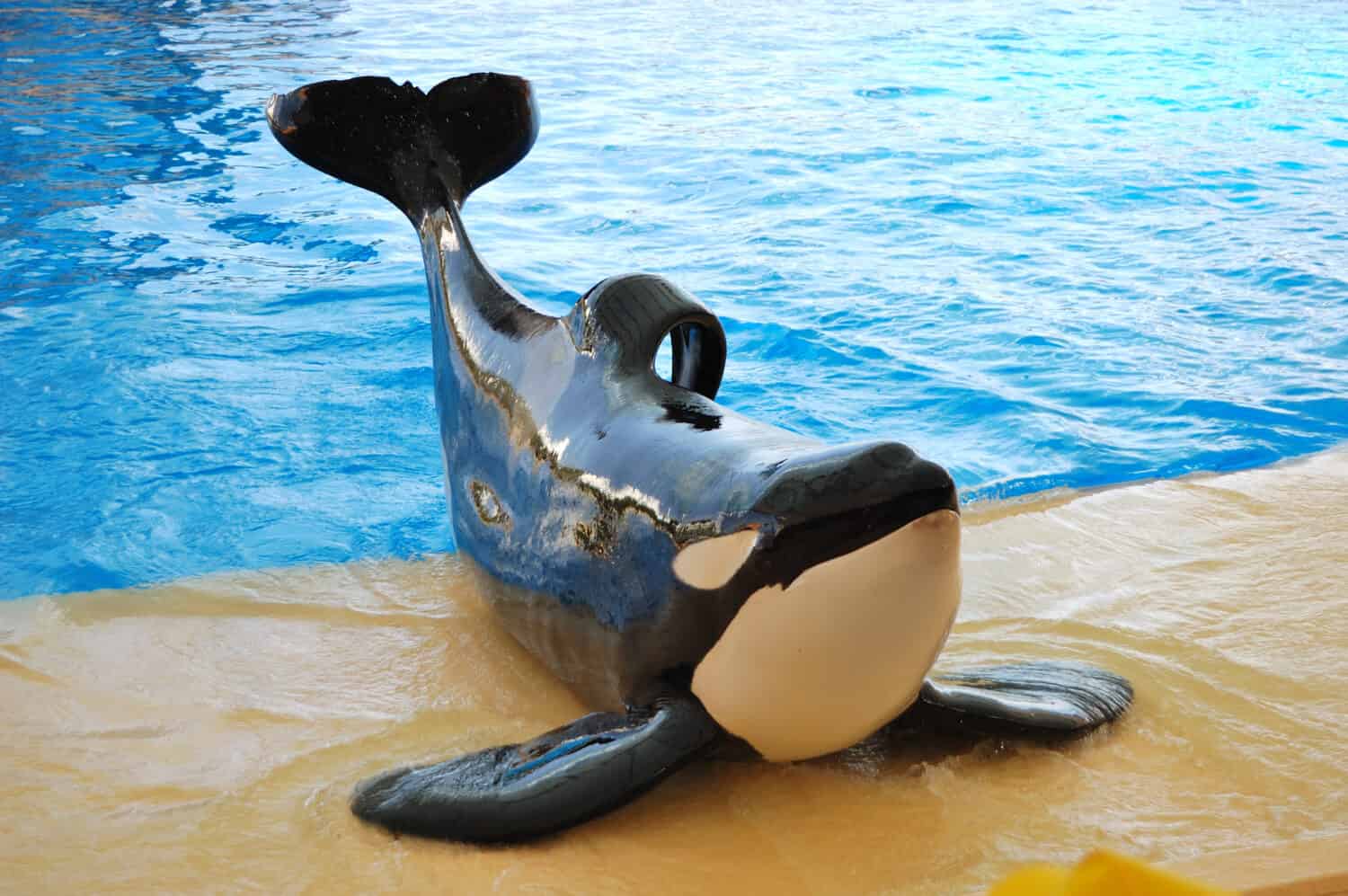 Lo spettacolo delle orche nel Loro Parque, isola di Tenerife, Spagna