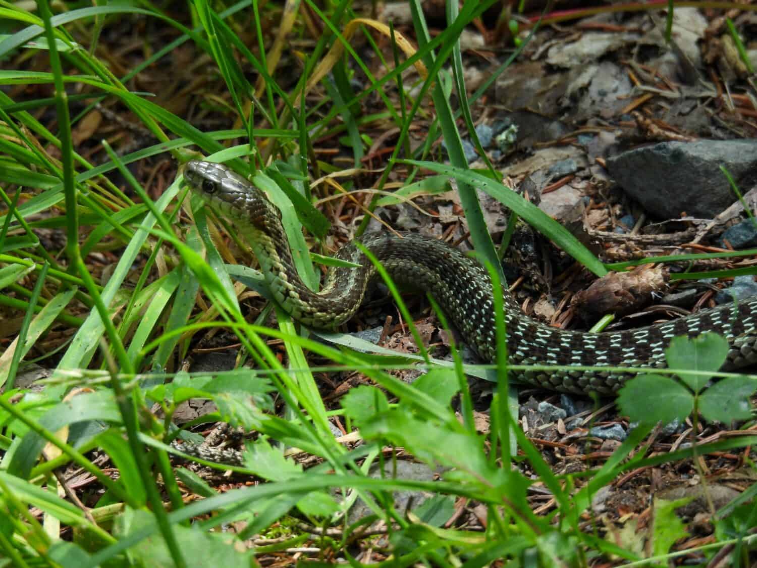 Serpente giarrettiera marittimo nel parco di Cape Breton, Canada