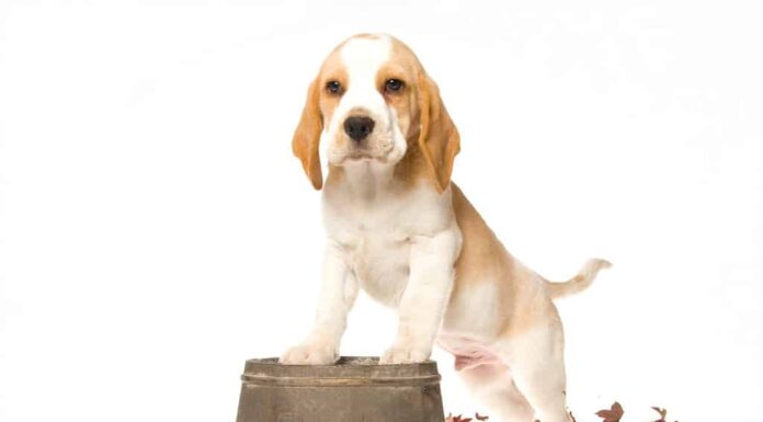 Cucciolo di Beagle con zampe anteriori su botte di legno, su sfondo bianco