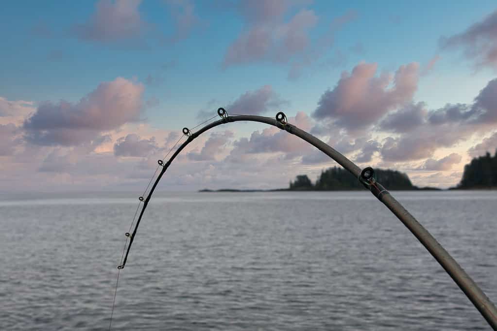 Una canna da pesca piegata con un pesce sulla lenza