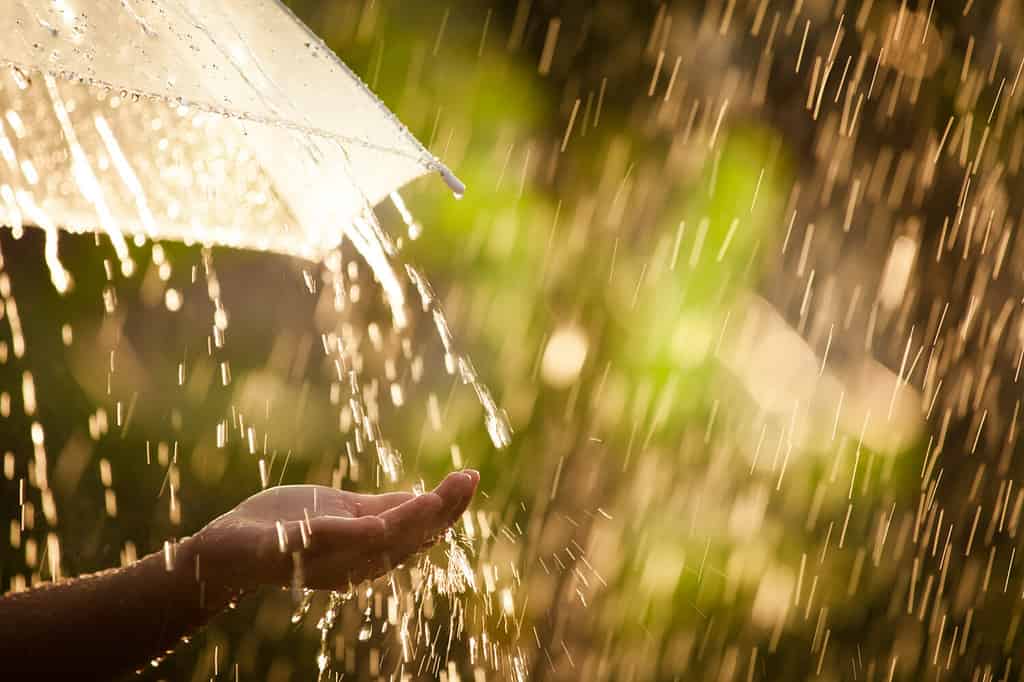 Mano della donna con l'ombrello sotto la pioggia nel fondo verde della natura