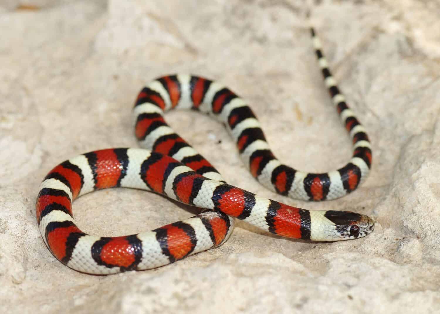 Serpente corallo - colori rosso, bianco e nero di un serpente mimico, Lampropeltis triangulum gentilis 