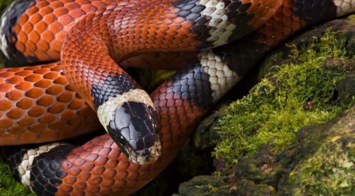 primo piano del serpente del latte