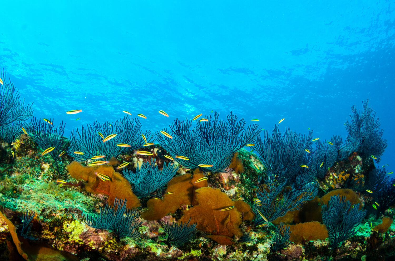 Paesaggi della barriera corallina del Mare di Cortez.  Parco Nazionale Cabo Pulmo, Baja California Sur, Messico.  L'acquario del mondo.