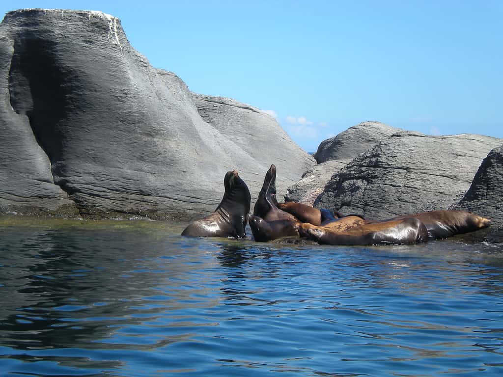 leoni marini nel Parco Nazionale di Bahía de Loreto