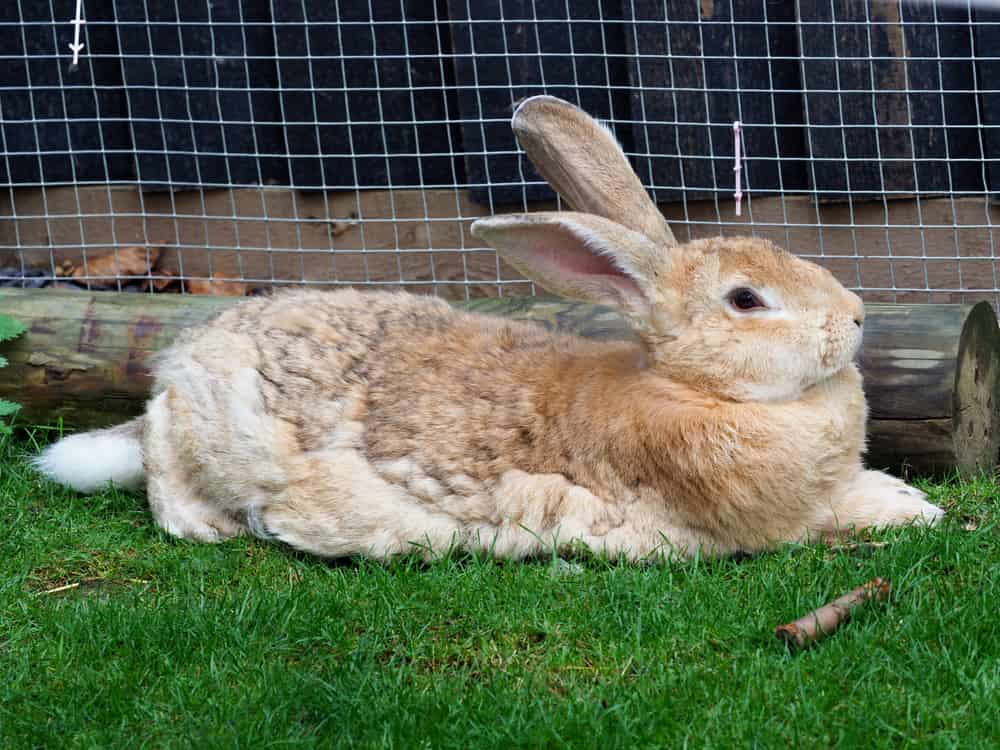 Un coniglio gigante fiammingo si sdraia e si rilassa sull'erba.