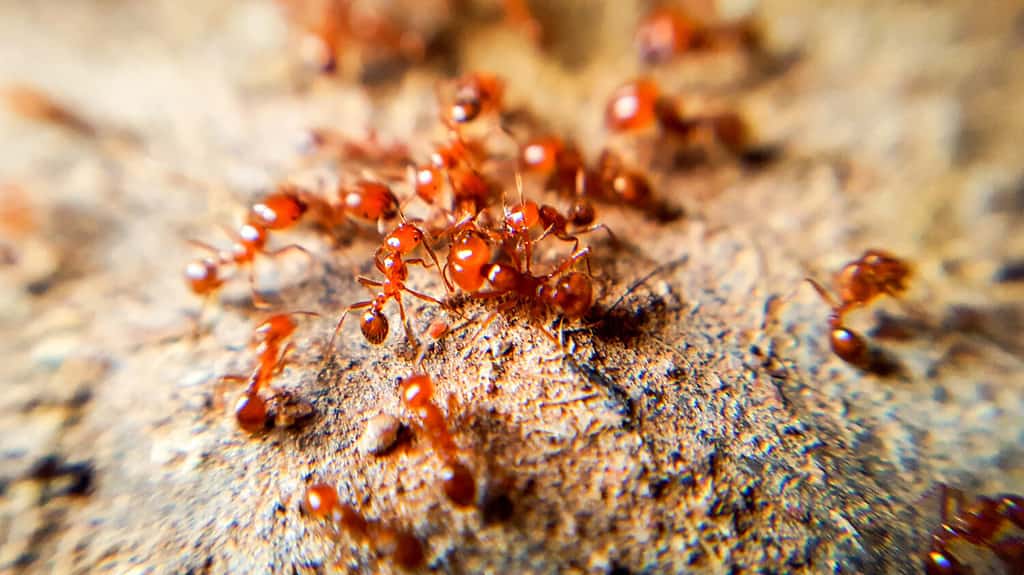 Formica di fuoco importata rossa, azione della formica di fuoco