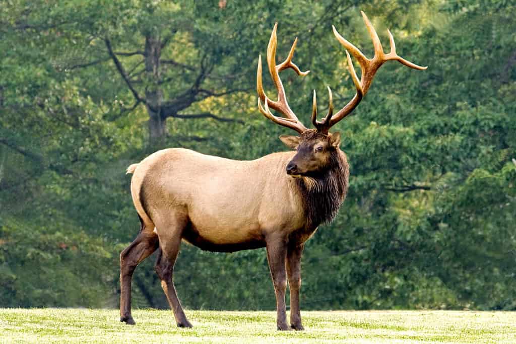 Bull Elk - Fotografia scattata a Elk State Forest, Contea di Elk, Benezette, Pennsylvania.