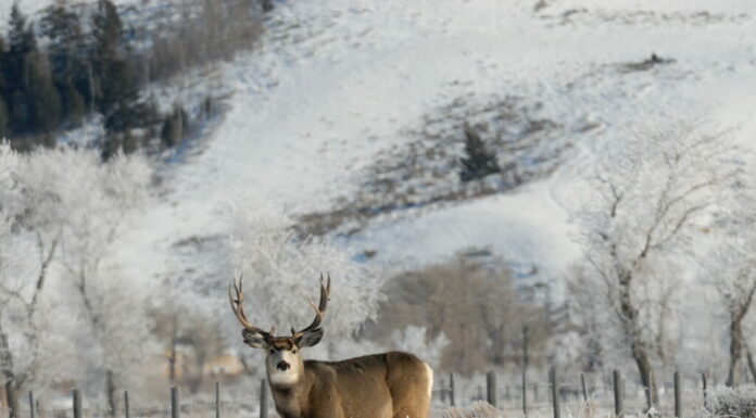 Grande Mule Deer Buck in una gelida mattina guardando per i cacciatori.