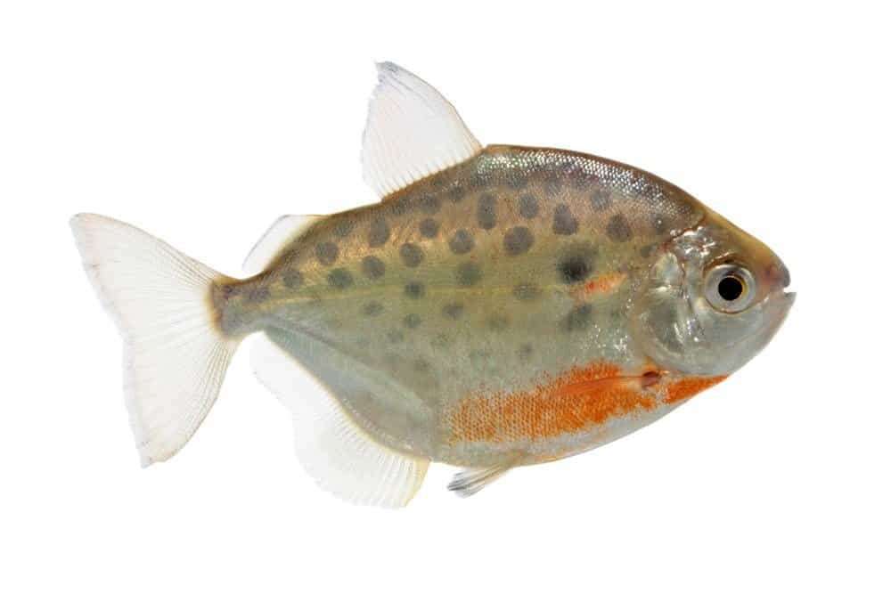 Metynnis lippincottianus (pesce dollaro d'argento maculato) su sfondo bianco