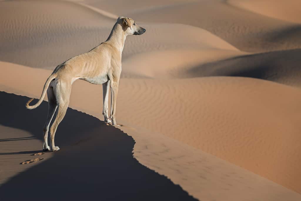 Un cane Sloughi marrone (levriero arabo) si trova sulla cima di una duna di sabbia nel deserto del Sahara in Marocco.
