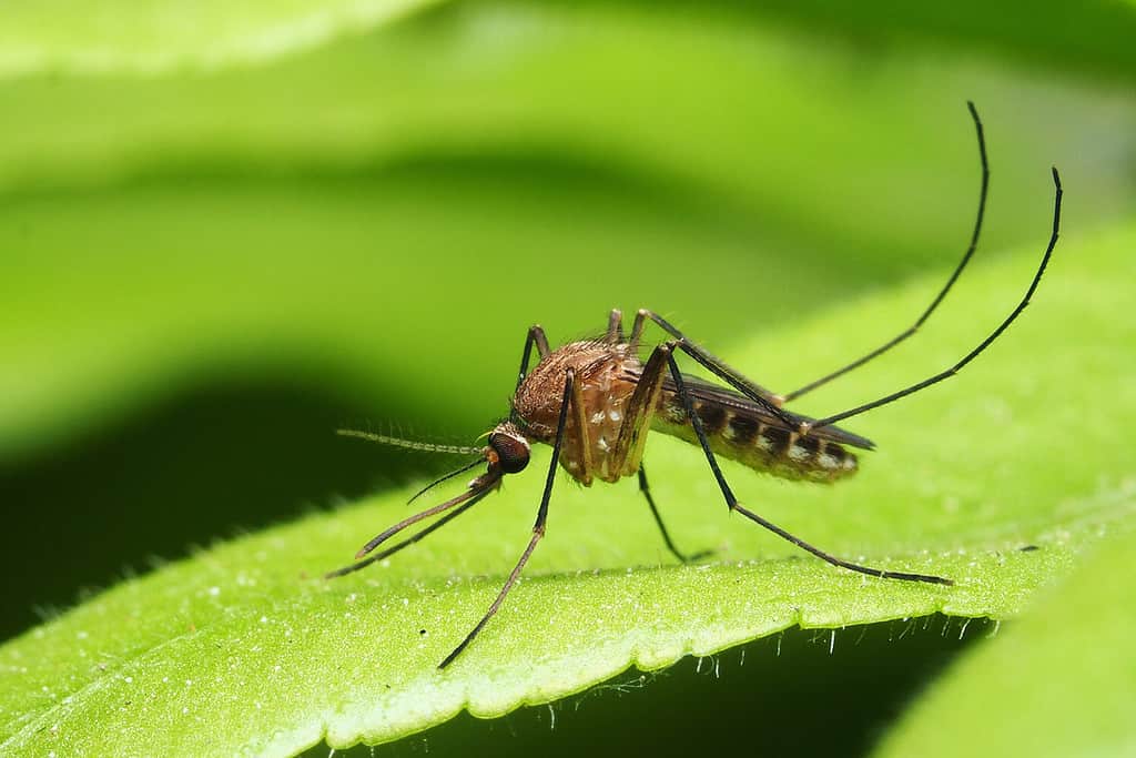 macro zanzara femmina normale isolata sulla foglia verde