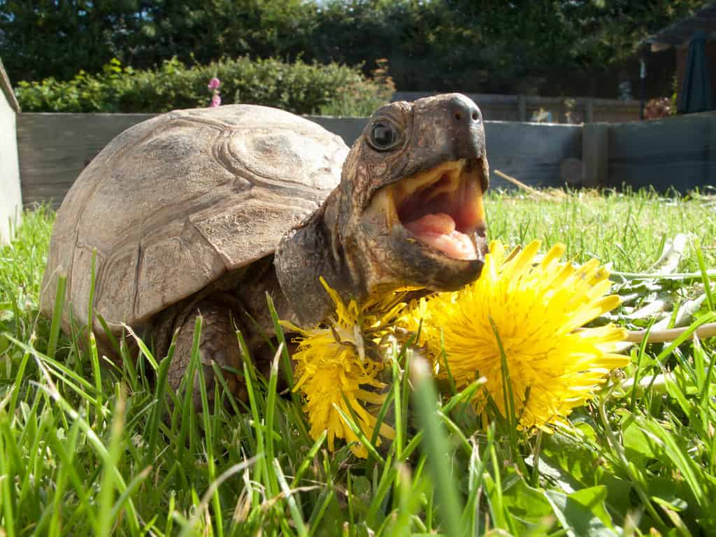 Un'immagine ravvicinata di una tartaruga che apre la bocca mentre mangia denti di leone nell'erba.