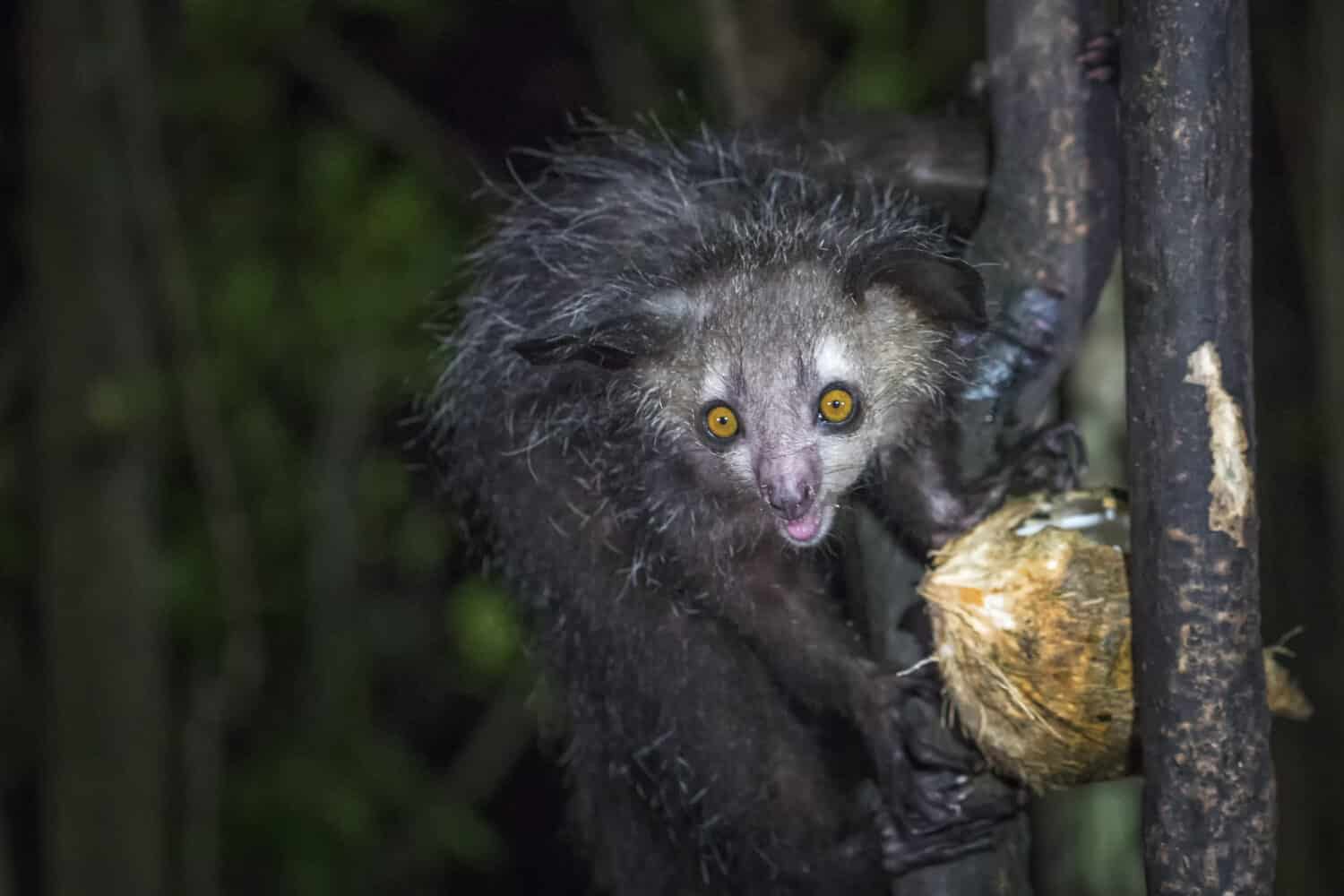 Aye-aye, lemure notturno del Madagascar