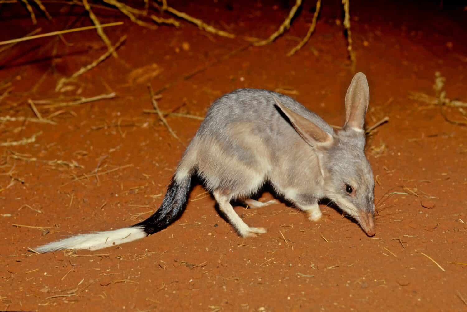 Macrotis è un genere di onnivori marsupiali che vivono nel deserto noti come bilbies o conigli-bandicoot;  sono membri dell'ordine Peramelemorphia.