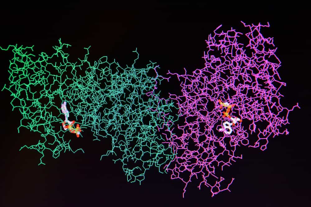 Struttura della molecola proteica.  Modello molecolare dell'enzima umano su sfondo nero.