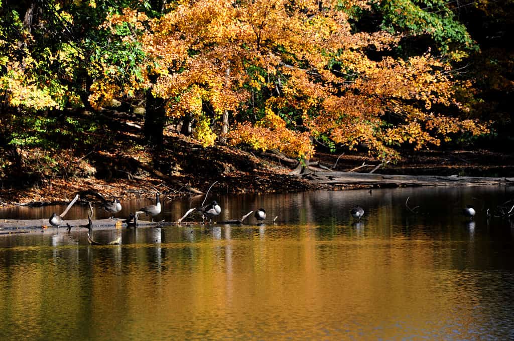 Log, sul lago Poplar Tree, funge da luogo di riposo per uno stormo di oche canadesi nel Meeman Shelby Forest State Park fuori Memphis, nel Tennessee.  Il lago riflette le foglie gialle e dorate dell'autunno.