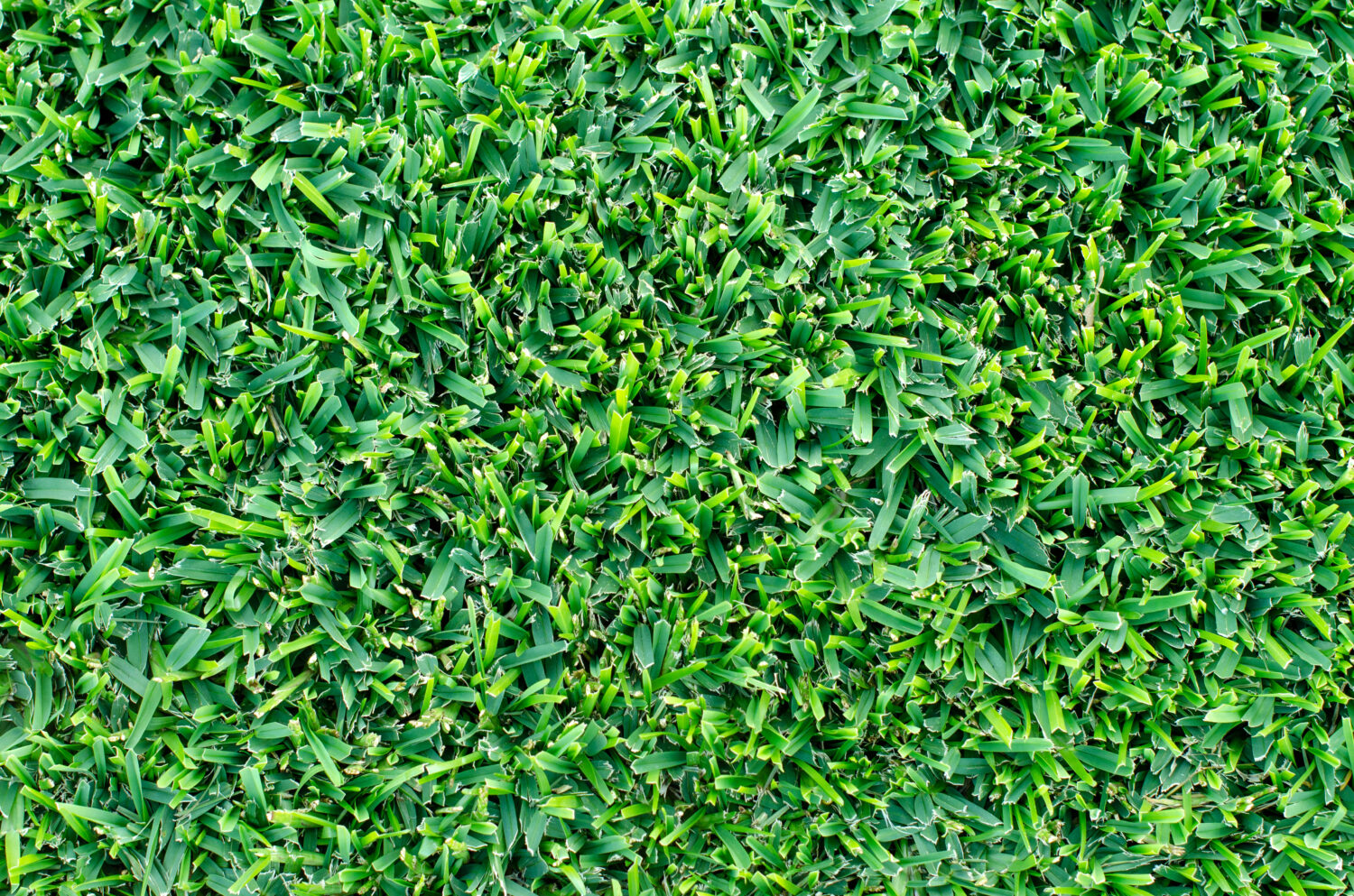 Primo piano di una macchia di prato Buffalo Grass ben falciato.  Colpo di dettaglio di erba sana e verde.  Trama di sfondo della superficie dell'erba.
