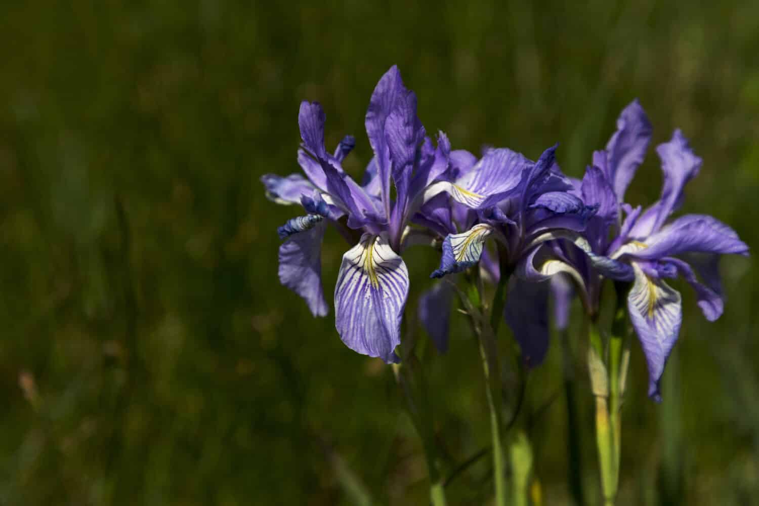 Iris selvatici sbocciano lungo la Peak to Peak Highway.  Scenic Byway è in Colorado.  I soprannomi di Flower includono Rocky Mountain Iris e Western Blue Flag.  