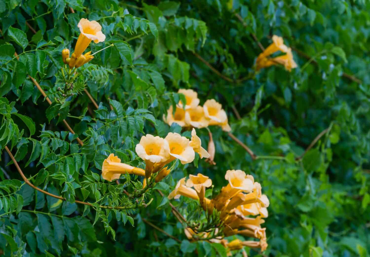 Bellissimo vitigno di tromba giallo dorato Campsis radicans Flava in fiore su sfondo di foglie verdi.  Bellissimi fiori nel parco pubblico della città Krasnodar o Galitsky Park.