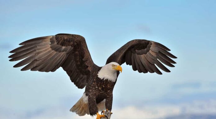 Aquila calva americana con ali spiegate e appollaiata su un ramo sullo sfondo del litorale della regione dell'Alaska Kenai lungo Cook Inlet