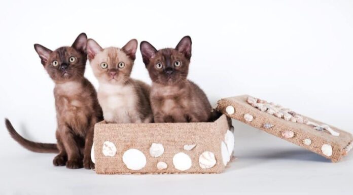 Tre gattini birmani che giocano in una scatola.