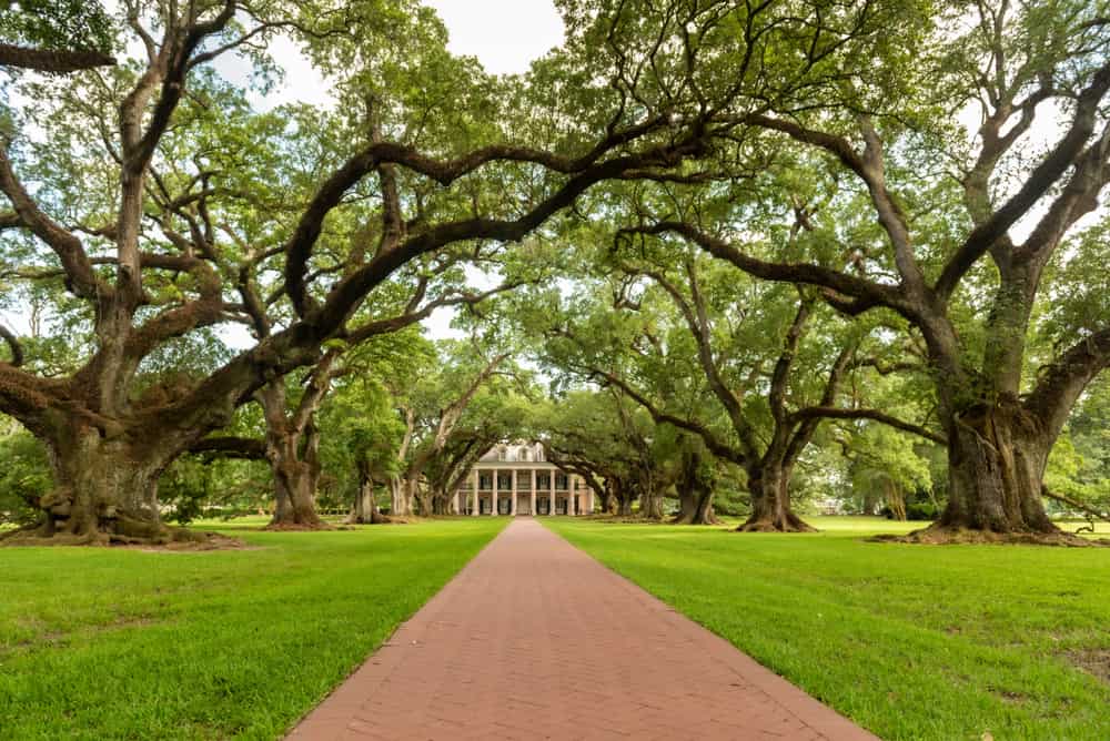 Piantagione di querce in Louisiana