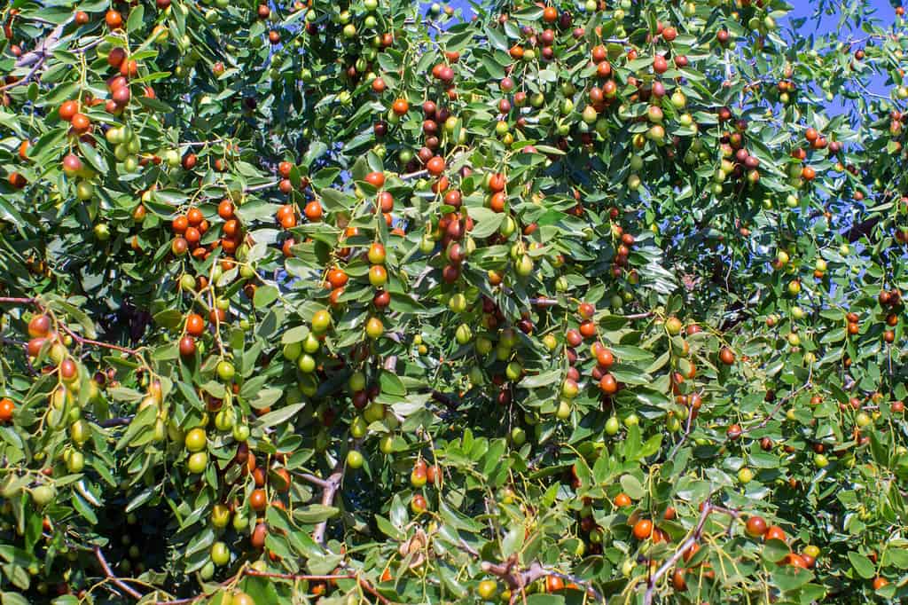 Giuggiola indiana o ber o bacca Ziziphus mauritiana .  maturano i frutti verdi della giuggiola nelle foglie dell'albero
