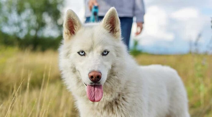 15 razze di cani dagli occhi azzurri e perché si sono evoluti in quel modo
