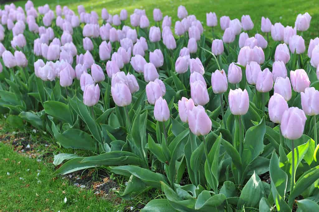 Argenteo-viola Single Early tulip Candy Prince fiorisce in un giardino nell'aprile 2014