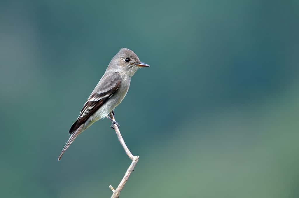 un uccello della famiglia degli uccelli pigliamosche/Western Wood-Pewee